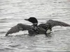 Common loon release on Crystal Lake in Willow. Courtesy photo