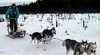 Bob Chlupach leads his team across the finish line during the
four-dog race Saturday at the Aurora Dog Musher's Club. Photo
courtesy of Vern Cherneski.