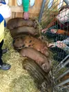 Another Alaska State Fair is in the books. Courtesy Barbara Hunt