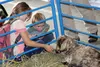 Children pet a goat belonging to Fiber Fest organizer Becky Oviatt during Saturday’s event at the Alaska State Fairgrounds. MATT HICKMAN/Frontiersman