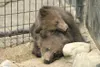 Bear and moose cause mayhem