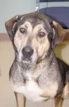 Needs a home