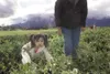 Lauren Merchant picks produce at Pyrah’s U-Pick Farm during a
field trip with Valley Creative Minds Preschool last week. Robert DeBerry