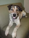 brown and white dog