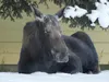A female moose lounges in sub zero temperatures in Anchorage, November 2021. Courtesy of Justin Tapp