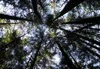 Sun shines through the canopy in the Tongass National Forest.  Courtesy of Brian Logan/U.S. Forest Service