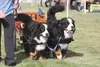 Tracy Corneliussen leads a pair — or brace — of Bernese Mountain Dogs around the obstacle course during the obedience portion of the test draft Saturday in Wasilla. The event drew nine dogs t