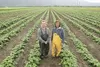 Teri Bernowski and Paula Giauque of Gold Nugget farms stand in their potato field in this 2010 Frontiersman file photo. The farming duo was part of an effort to grow seed potatoes for export 