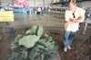 ROBERT DeBERRY/Frontiersman file photo Giant cabbage
world-record holder Steve Hubacek checks out competitor Scott
Robb’s 2009 giant cabbage entry before the start of last year’s
weigh-off at