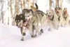 ROBERT DeBERRY/Frontiersman The lead dogs of Belgian musher Sam
Deltour crest a small hill before heading onto Crystal Lake during
the Sunday restart of the Iditarod Trail Sled Dog Race in
Wi