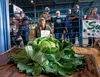 Brian  Shunskis  poses  with  his  giant  cabbage  which  he  named  DzSuccess,dz  after  the  cabbage  weighing  contest  at  the  Alaska  State  Fair  on  Friday  night. Brian  Shunskis  po