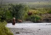 A grizzly bear sow and cubs that are fishing for chum salmon in Gates of the Arctic National Park and Preserve, northern Alaska. National Park Service photo by Matt Cameron.