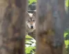 One of 40 wolves peeks through the fence at Wolf Country USA
Thursday afternoon. (ROBERT DeBERRY/Frontiersman)