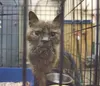 One of the rescued cats looks through its cage after being
rescued from a Houston home last month. In all, 24 cats were taken
in after homeowners abandoned them in the forclosed home. (ROBERT