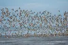 A flock of bar-tailed godwits above a sand shoal near Cape Avinof near the mouth of the Kuskokwim River. Photo by Dan Ruthrauff, USGS Alaska Science Center.