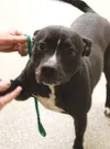 Adopt me!
