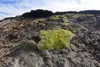 Chunks of grassy sod are seen slipping down the slope of an eroding permafrost bluff at Utqiagvik on Aug. 4. The previous week, Utqiagvik has a record one-day rainfall. Rain, by loosening the