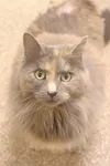 Adopt this pet
