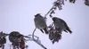 Waxwings on mountain Photo courtesy of Wayne Hall