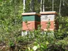The Seine family’s two hives stand in the backyard in a location that gets plenty of sun and is mostly protected from wind. Photo courtesy Christina Seine