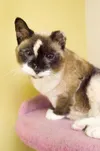 Pet Tails