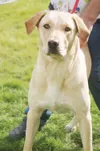 Big pup needs a bright future