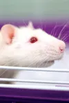 Rats!