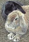 Bunnies may seem like a cute pet for a child at Easter, but
rabbits and small children are not a good match. (Courtesy
photo)