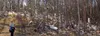 Some Mat-Su residents may have seen this picture before. It was taken behind Valley Community for Recycling Solutions. Mollie Boyer, who oversees operations, is standing next to a forest of p