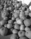 Pumpkins are favorites for jack-o-lanterns during Halloween
season, but they can provide hearty meals and delicious desserts
throughout the year as well. Frontiersman file photo.