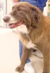 Sweetums can be adopted for $119.50 at the Mat-Su Borough Animal
Care and Regulation Shelter.