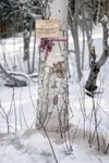 ROBERT DeBERRY/Frontiersman Scottish musher Wattie McDonald
placed this plaque along the Iditarod Trail in memory of his friend
and fellow musher Susan Livingstone.