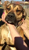 Loki is a shepard, pit bull Mix Courtesy Alaska Animal Advocates