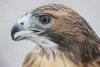 Annual ‘WildBird’  benefit is Saturday HEATHER A. RESZ/Frontiersman