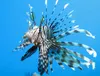 Lionfish can reduce the abundance of small native fish by up to 95% on some coral reefs.