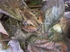 The only North American amphibian to inhabit the Arctic, the wood frog is a true marvel. Photo courtesy of the Alaska Department of Fish and Game
