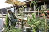 Army Sgt. John Gotia, a financial management specialist with the 374th Finance Battalion, looks at produce growing in a garden at Camp Bondsteel, Kosovo. (Capt. Nadine Wiley De Moura)