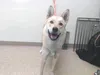 Aries is 1 1/2 year old Alaskan Malamute mix. Courtesy Mat-Su Borough Animal Care and Regulation