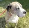 Needs a home