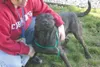 Needs a home