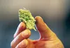 Marijuana Frontiersman file photo