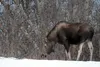 A moose grazes near the Cherry Hill housing community at Joint Base Elmendorf-Richardson, Alaska, February 22, 2016. According to the Alaska Department of Fish and Game, more people are injur