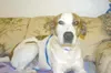 Pupperiffic!