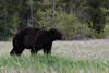 Black Bear Public Domain Image