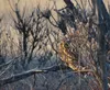 A short-eared owl peers from a stand of trees Dec. 25 during the Mat-Su Birders' Christmas Bird Count. Organizer Bob Winckler said the relative lack of snow in parts of the counting area may 