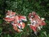 Some 47 salmon carcasses dumped along Knik River Road near the Palmer Hay Flats last week could attract a higher concentration of bears to the area, according to the Alaska Department of Fish