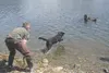 Patty Howell (left) encourages her dog Diva as the Labrador retriever jumps into Finger Lake Friday to retrieve a toy from Mat-Su Borough dive rescue team member Josh Hunsacker. Local search 