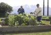 Marge Mueller waters a rhubarb plant while her husband Curt looks on Wednesday, June 1, 2016, at the University of Alaska Fairbanks Matanuska Experiment Farm in Palmer. Members of the Mat-Su 