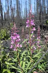 Fireweed blooms along Sockeye Avenue in Willow, near the point of origin of the Sockeye fire, which began June 14 after a brush fire escaped into the woods. Greg Imig, 59, and Amy Dewitt, 42,