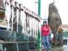 Photo courtesy of Humphrey family Tegan Humphrey, of Palmer,
stands beside the 138-pound halibut she caught off the coast of
Homer recently. The 6-year-old leads the Homer Halibut Derby’s
lad